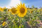 Camargue Nord-Arles Provence-Alpes-Cote dAzur-France Field of sunflowers in Provence Art Print